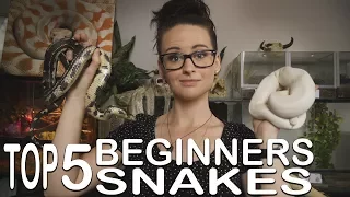 TOP 5 BEGINNERS SNAKE (I recommend´)