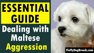 Dealing with Maltese Aggression: Essential Guide