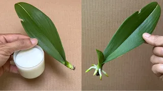 This Magical Water Helps 1 Orchid Leaf Immediately Grow Roots Very Easily