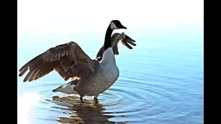 How to Get rid of Canada Geese? Use Flight Control Plus!