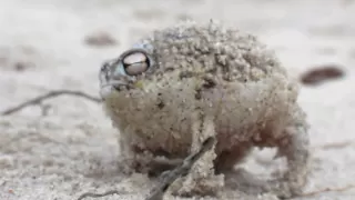 Worlds Cutest Frog - Desert Rain Frog