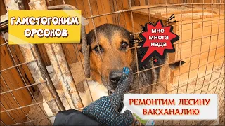 ВЫЕЗД-ВЛОГ I 24.09.23 I ПРОТЕСТ ВОЛЧКА I НАМ ПОМОГАЮТ НОВЕНЬКИЕ РЕБЯТА I приют, г.Томск