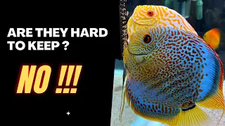 Are Discus Really HARD to keep ?