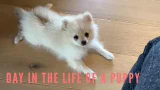 Day in the life of my pomeranian puppy