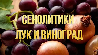 Сенолитики луковая шелуха виноградные косточки и прочее