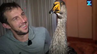 How a goose became my best friend