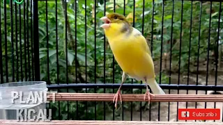 I canarini sono buoni. per stimolare il suono del materiale degli uccelli