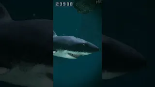 hungry shark 2010-2022