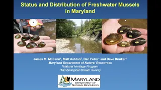 Amazing Mussels - Status and Distribution of Freshwater Mussels in Maryland