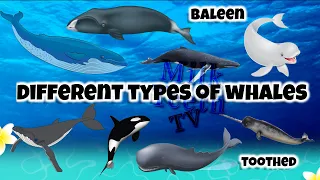 Types  of Whales | Baleen and Toothed Whales Names | with Pictures and description for Students GK
