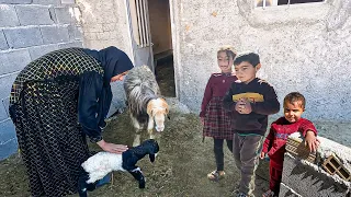 A New Blessing Arrives: A Lamb's Birth Fills a Single Mom's Home with Happiness