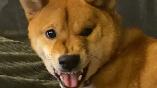 shiba inu progressively gets more and more angry