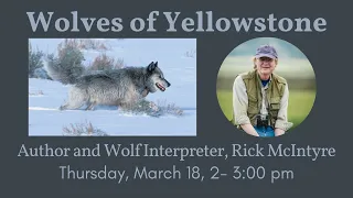 Author Talk with Wolf Expert Rick McIntyre