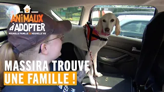 Massira trouve une famille - Animaux à adopter