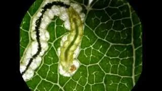 Leafminer caterpillar