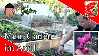 Gartenrundgang April Gemüsegarten, Apfelblüte und Blumenbeet