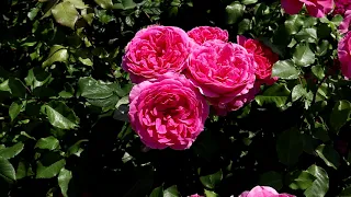 Плетистые розы - шедевры, обильноцветущие с огромными цветами, +3 метра за сезон.