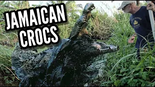 Powerful Crocodiles in Jamaica!