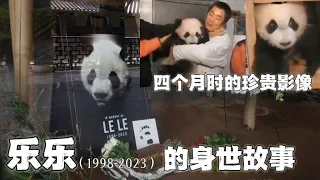 在孟菲斯遗憾离世的大熊猫乐乐的身世：在上海时小名叫“猫猫”，妈妈是长寿熊猫“新星”，是爸爸妈妈一年一会生下的宝宝