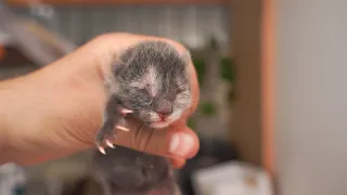 the Newborn kittens saw the mother cat for the first time.