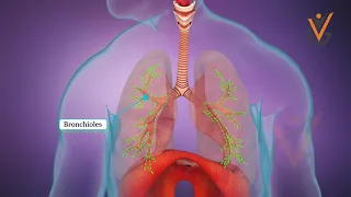 The Respiratory System | EFA Course | Virtual Guru