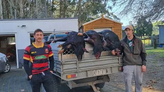 Hunting Comp Weekend | Pig Hunting NZ 2021