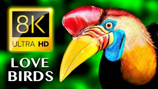 LOVE BIRDS 8K ULTRA HD - Luxury Collection Birds of Prey and Birds Chirping