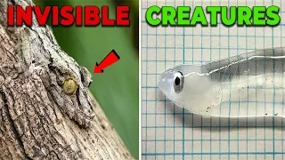 Top 10 Invisible Creatures That Will Impress You