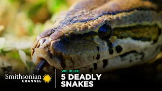 5 Deadly Snakes In Action 🐍 Smithsonian Channel