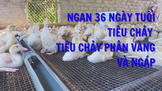 Điều trị ngan tiêu chảy phân vàng và bỏ ăn