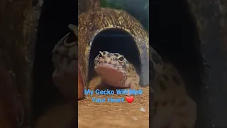 my gecko will melt your heart ❤️