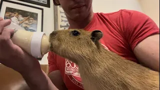 How to Raise and Tame a Capybara (Training Gort)