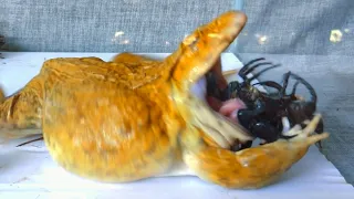 Warning Live Feeding! Asian Giant Frog Eats Scorpion! What to see?