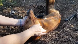 Лис искренне радуется хозяевам.