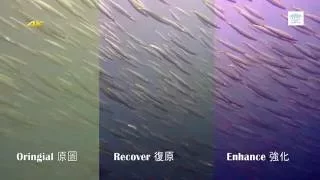 4k underwater image recovery test-SONY RX100 IV 海中影片色彩還原測試