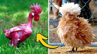 15 Chicken Breeds You Wont Believe Exist