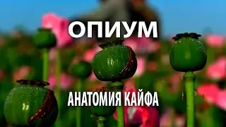 Опиум: анатомия кайфа