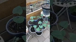 Growing Green Beans In Dollar Tree Stackables Update #2