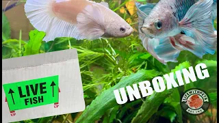 NEW Imported BETTA FISH Unboxing and Finished Tank Set Up.