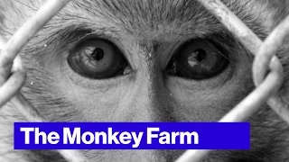 PETA Wants to Take Down This Florida Monkey Farm