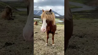 Happy May 1st! 🥳 The International Day of the Icelandic Horse 🐴🇮🇸 - and Labor Day, of course! 😉