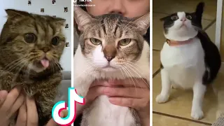 Cats Doing Funny Things Compilation 😹 Cats being... CATS #shorts