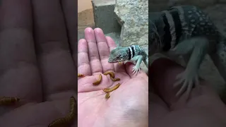 Hand Feeding A Rare Collared Lizard! #shorts