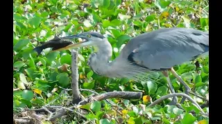 Great Blue Heron Slideshow Part 1. Awesome bird to photo.