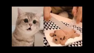 Cat and dog Reaction to Cutting Cake  Compilation  😺🐶 - Laughter is health