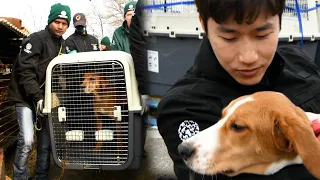 South Korean dog meat farm closed, 200 dogs rescued!