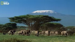 National Geographic Documentary - Wildlife of animals at Mount Kilimanjaro -  Wildlife Animals