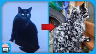 Er adoptierte eine schwarze Katze - 7 Jahre später passierte das Unglaubliche!