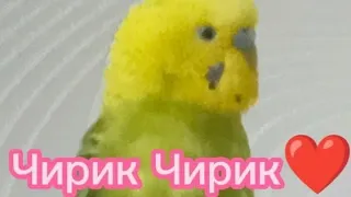 Милые и одновременно смешные попугайчики🦜❤️❤️❤️