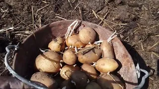посадка картофеля лёгкий способ без вспашки